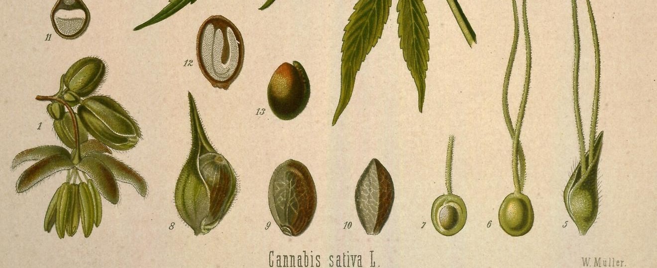 Hanfsamen und Samenquerschnitte aus Köhlers Medizinal-Pflanzen, 1887