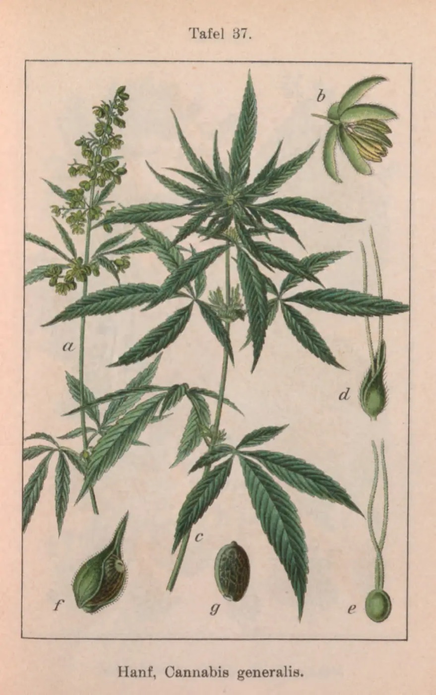 Handkolorierte botanische Tafel einer Hanfpflanze mit Samen aus Sturms Flora von Deutschland, 1796